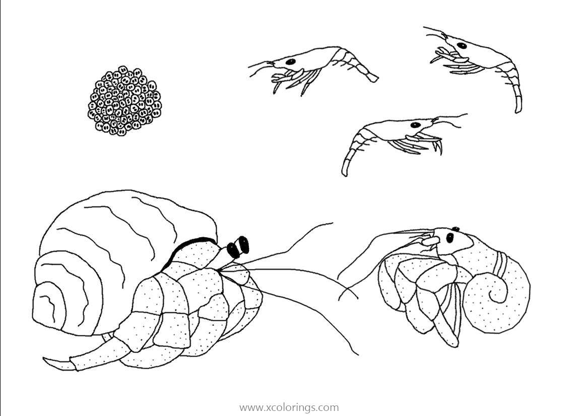 Free Hermit Crab and Shrimp Coloring Page printable