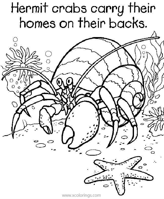 Free Hermit Crab and Starfish Coloring Page printable
