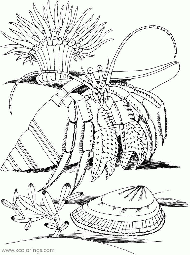 Free Hermit Crabs and Seashell Coloring Pages printable