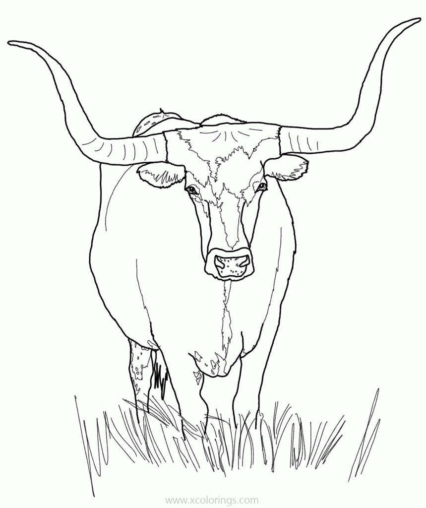Free Highland Cow Coloring Pages printable