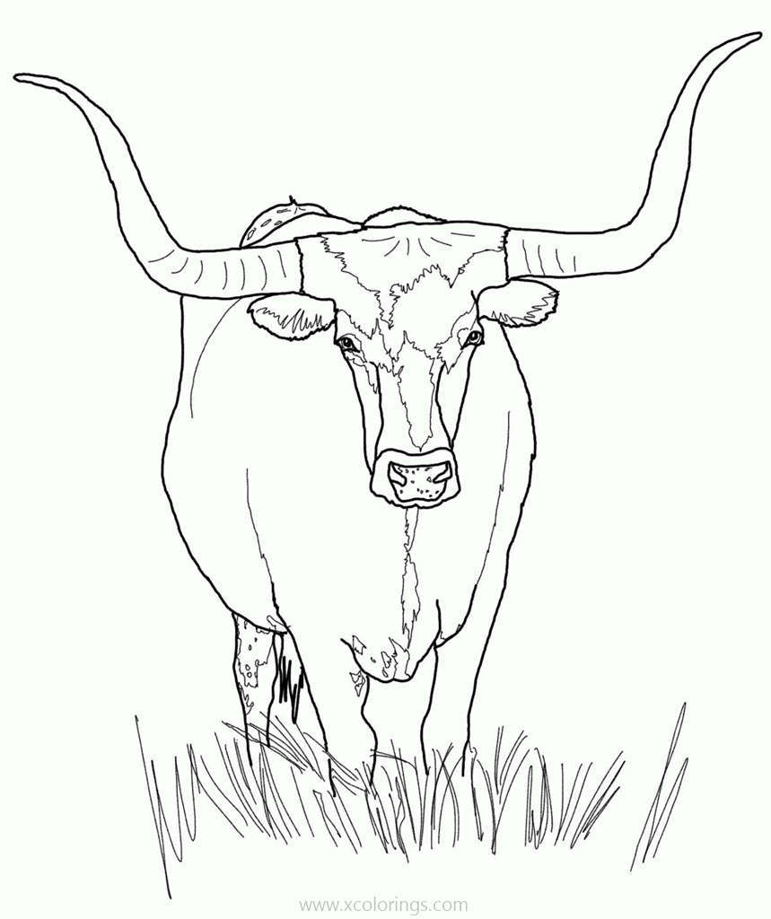 Highland Cow Coloring Pages - XColorings.com