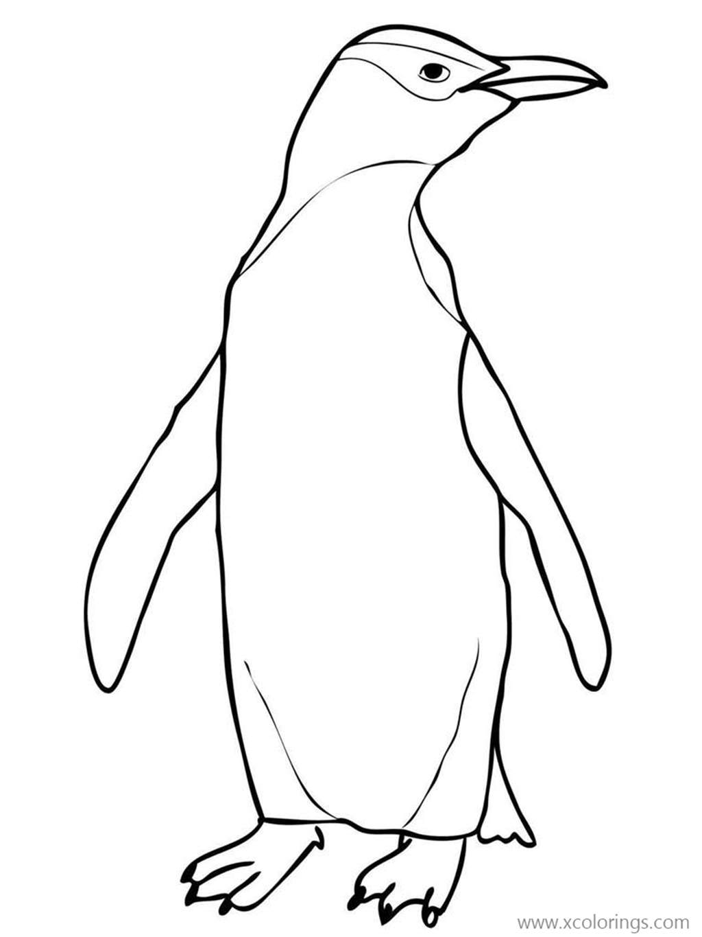 Free Hoiho Yellow Eyed Penguin Coloring Pages printable