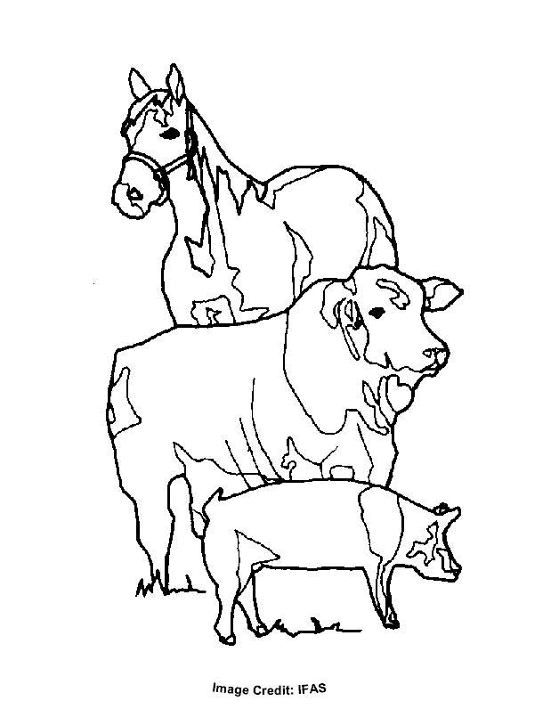 Free Horse Cow and Pig Coloring Pages printable