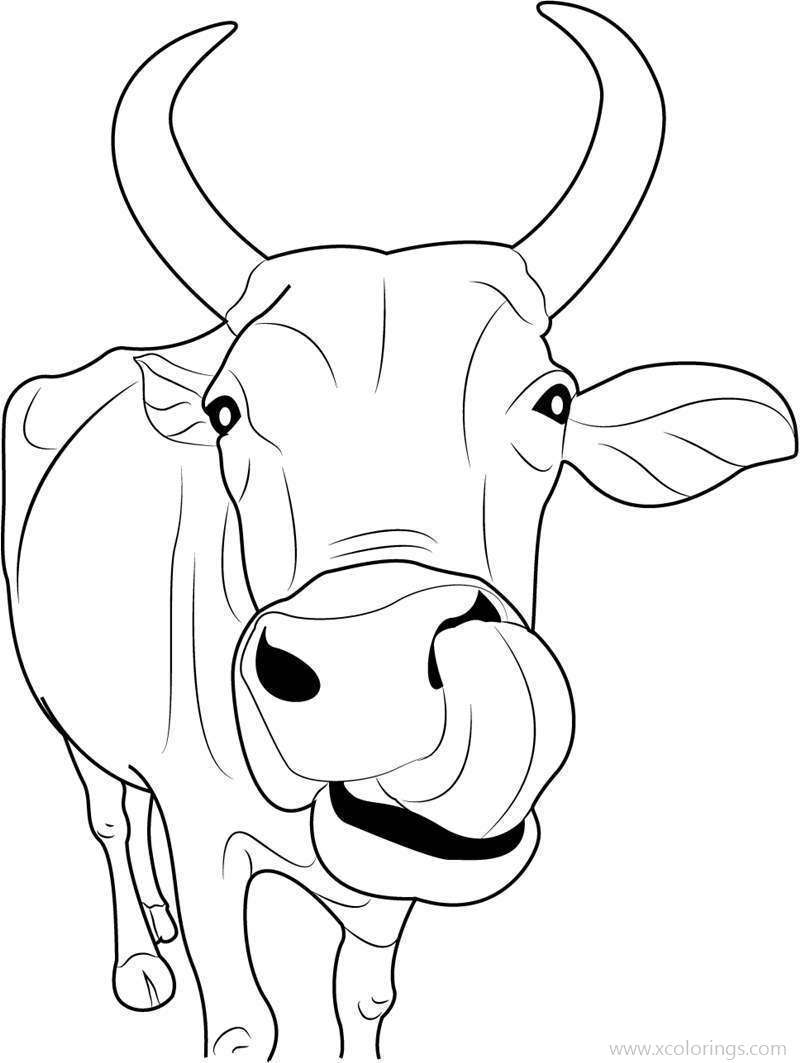Free Indian Cow Coloring Page printable