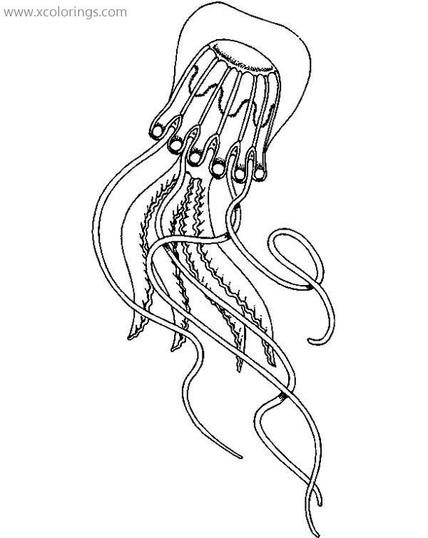 Free Jelly Fish With Long Tentacle Coloring Page printable