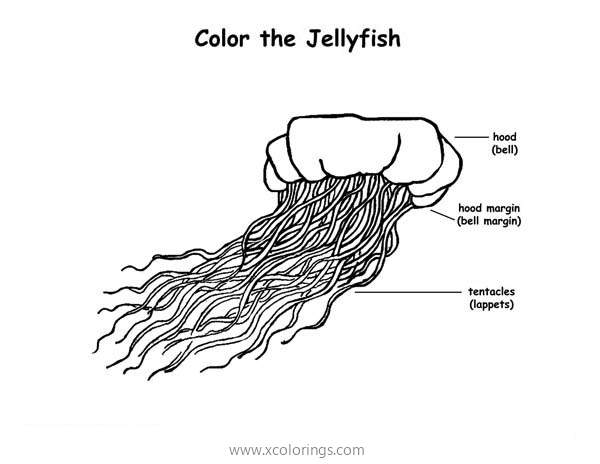 Free Jellyfish Parts Names Coloring Page printable