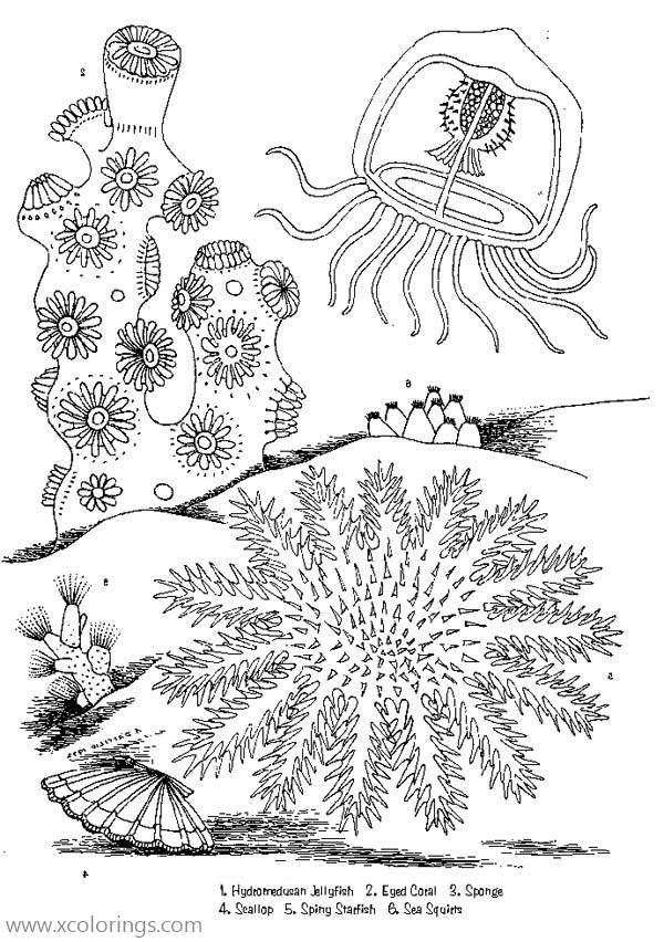 Free Jellyfish Under the Sea Coloring Page printable