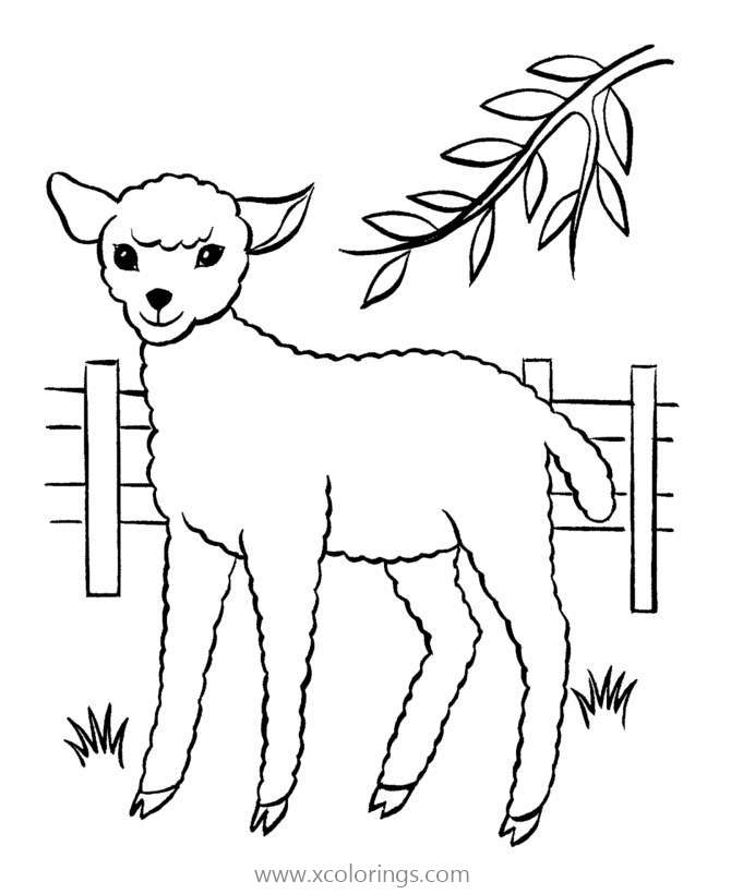 Free Livestock Sheep Coloring Pages printable