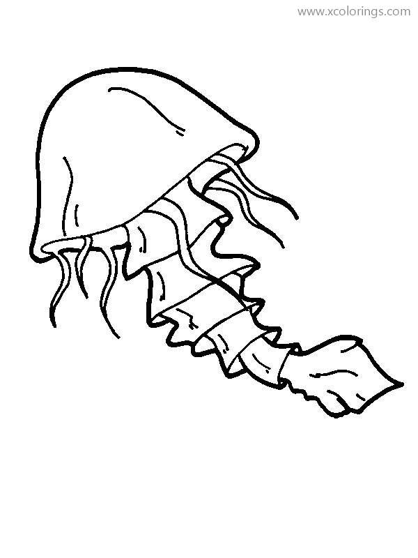 Free Long Tail Jellyfish Coloring Page printable