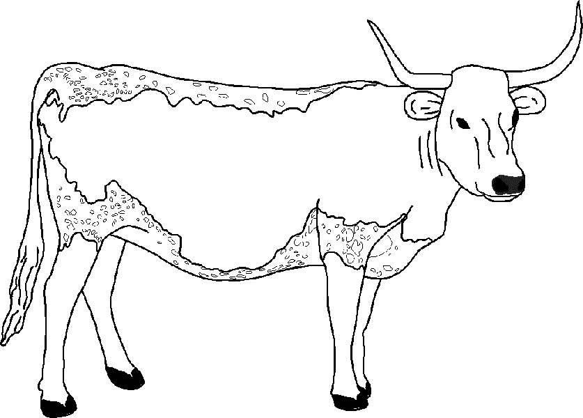 Free Longhorn Cow Coloring Pages printable