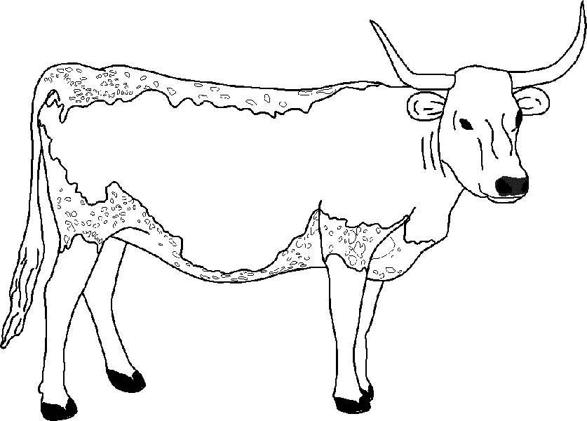 Longhorn Cow Coloring Pages - XColorings.com