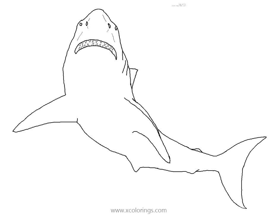 Free Marine Animals Shark Coloring Pages printable
