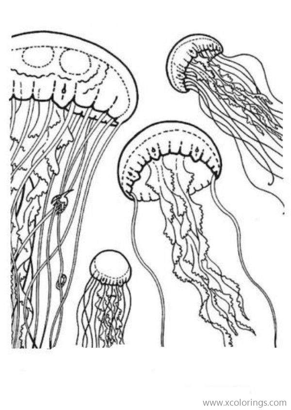 Free Mauve Stinger Jellyfish Coloring Page printable