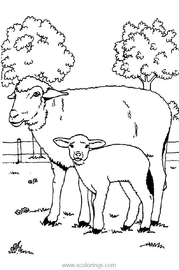 Free Mother Sheep and Lamp Coloring Pages printable