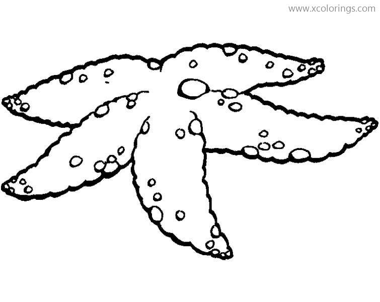 Free Ochre Starfish Coloring Pages printable