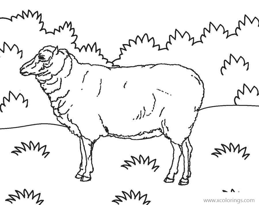 Free Old Sheep Coloring Pages printable