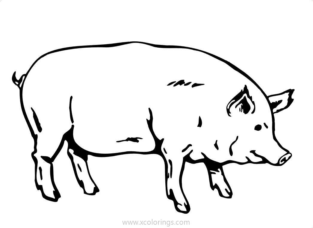 Free Realistic Pig Coloring Sheets printable