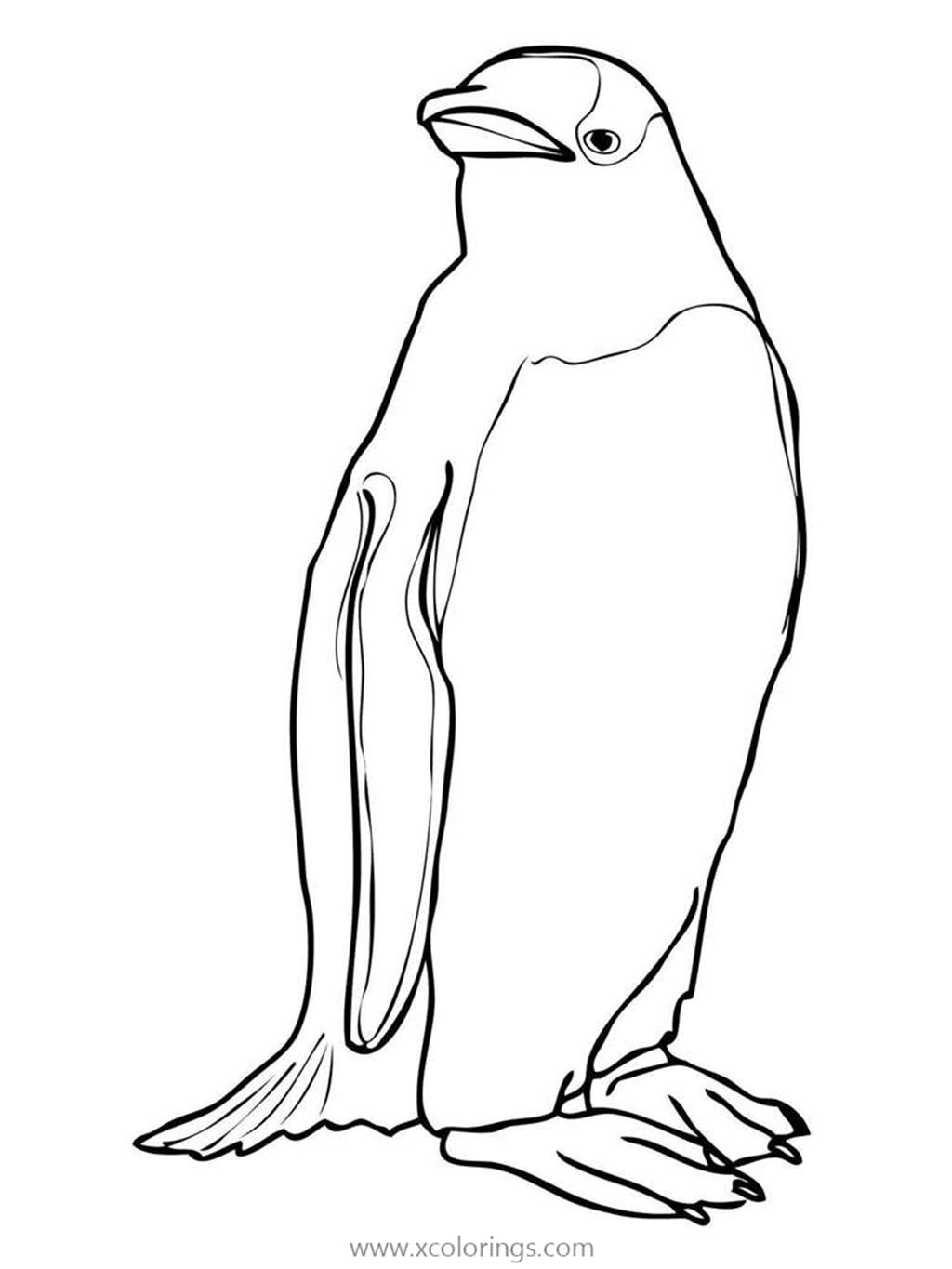 Free Polar Animals Gentoo Penguin Coloring Pages printable