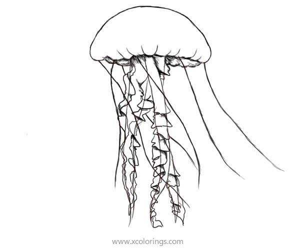 Free Purple Striped Jellyfish Coloring Page printable