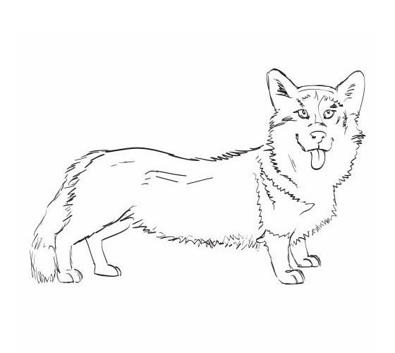 Free Realistic Corgi Coloring Pages printable