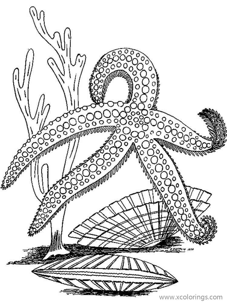 Free Realistic Drawing Starfish Coloring Pages printable