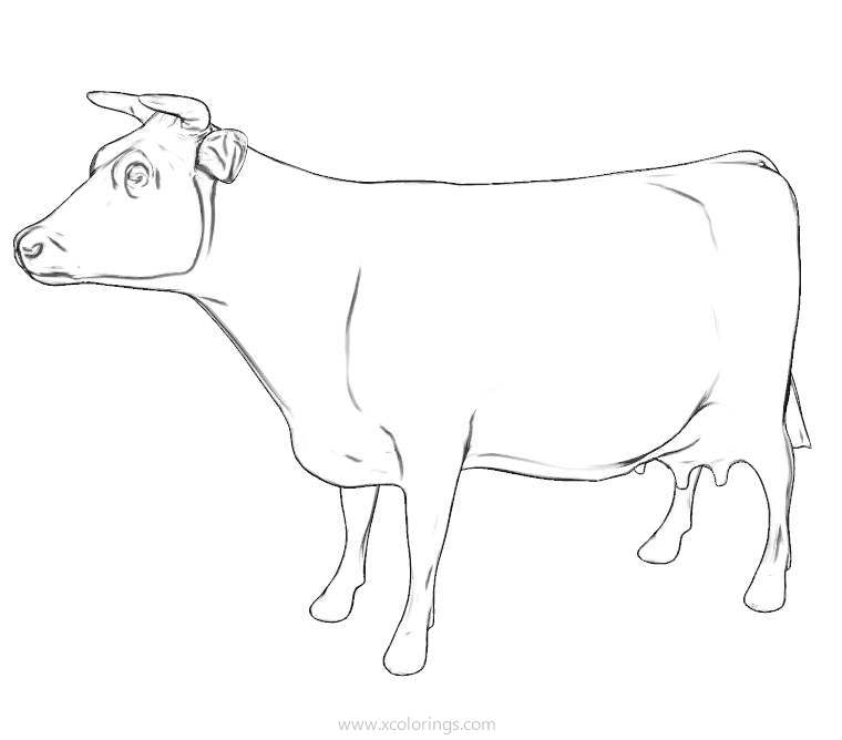 Free Realistic Farm Animal Cow Coloring Page printable
