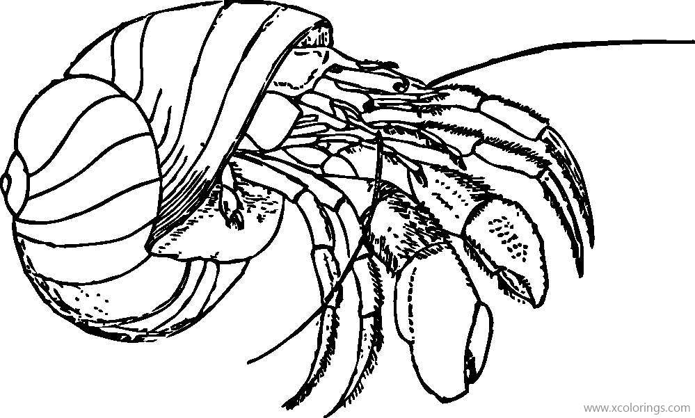 Free Realistic Hermit Crab Coloring Page Black and White printable
