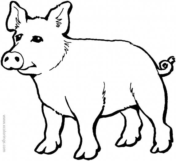 Free Realistic Pig Coloring Pages printable
