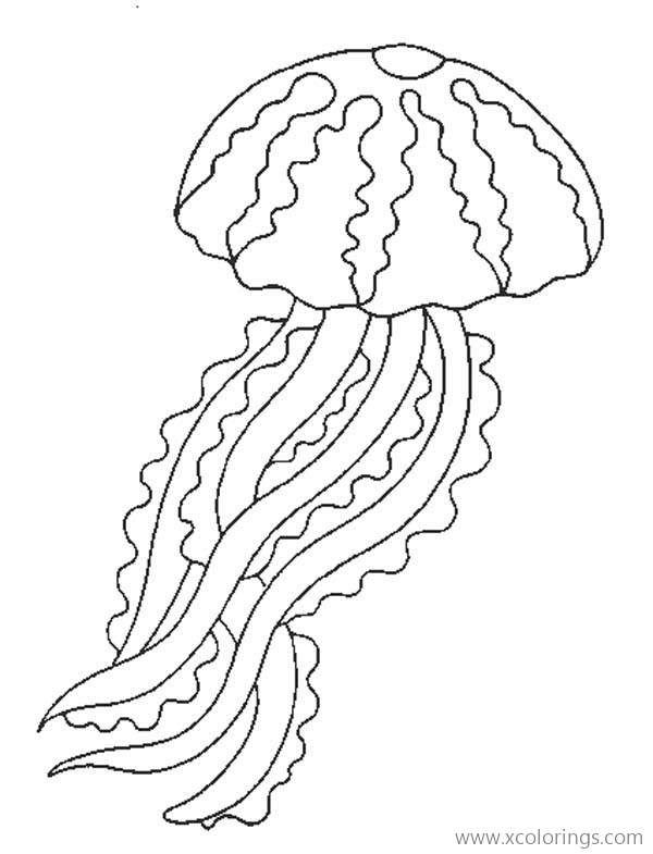 Free Scyphozoa Jellyfish Coloring Page printable