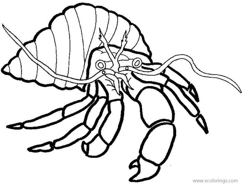 Free Sea Animals Hermit Crab Coloring Page printable