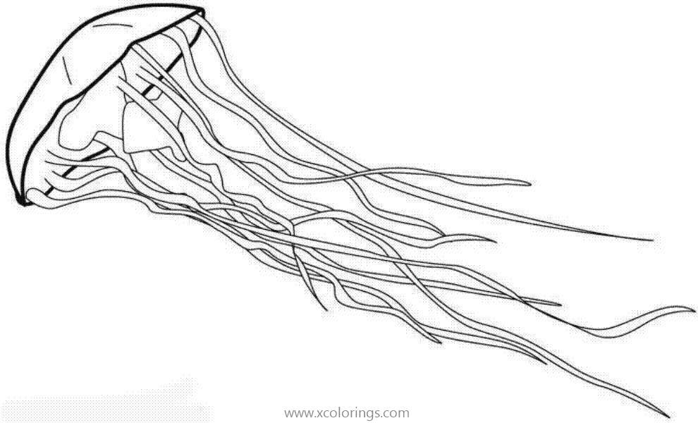 Free Sea Creatures Jellyfish Coloring Pages printable