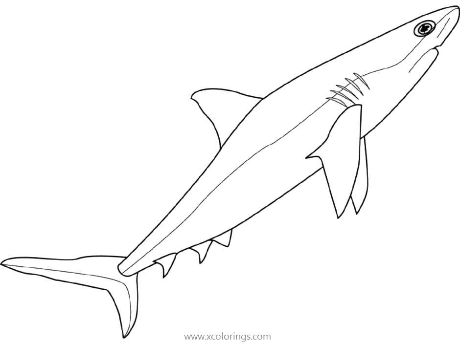 Free Shark Coloring Pages Easy for Kids printable