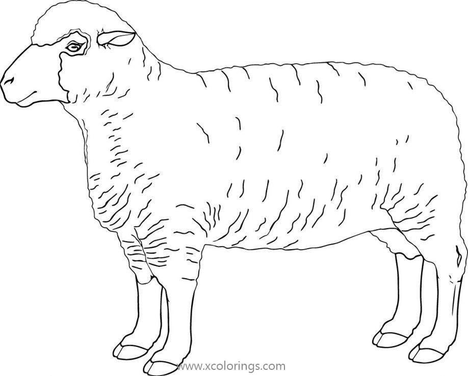 Free Sheep Coloring Pages Realistic Drawing printable