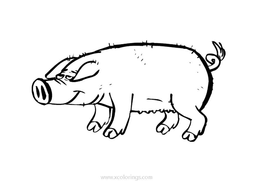 Free Sow Pig Coloring Pages printable