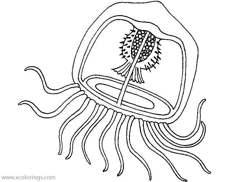 Free Transparent Jellyfish Coloring Page printable