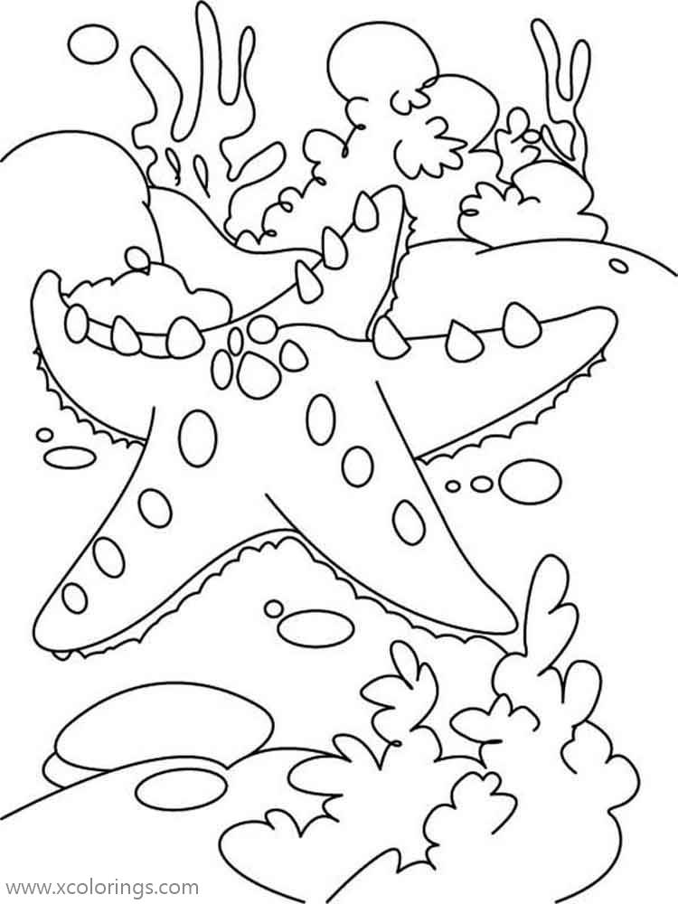 Free Under Sea Life Starfish Coloring Pages printable