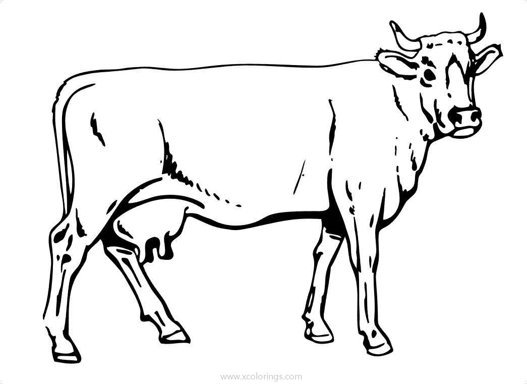 Free White Park Cow Coloring Pages printable