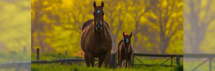 Baby Horse Coloring Pages