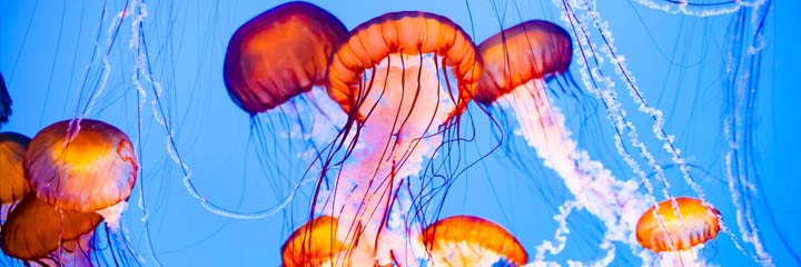 sea animals jellyfish coloring pages