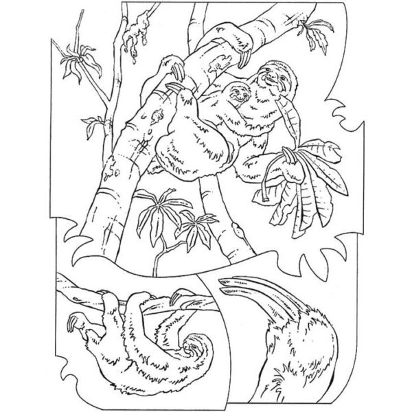 cartoon sloth coloring pages xcoloringscom