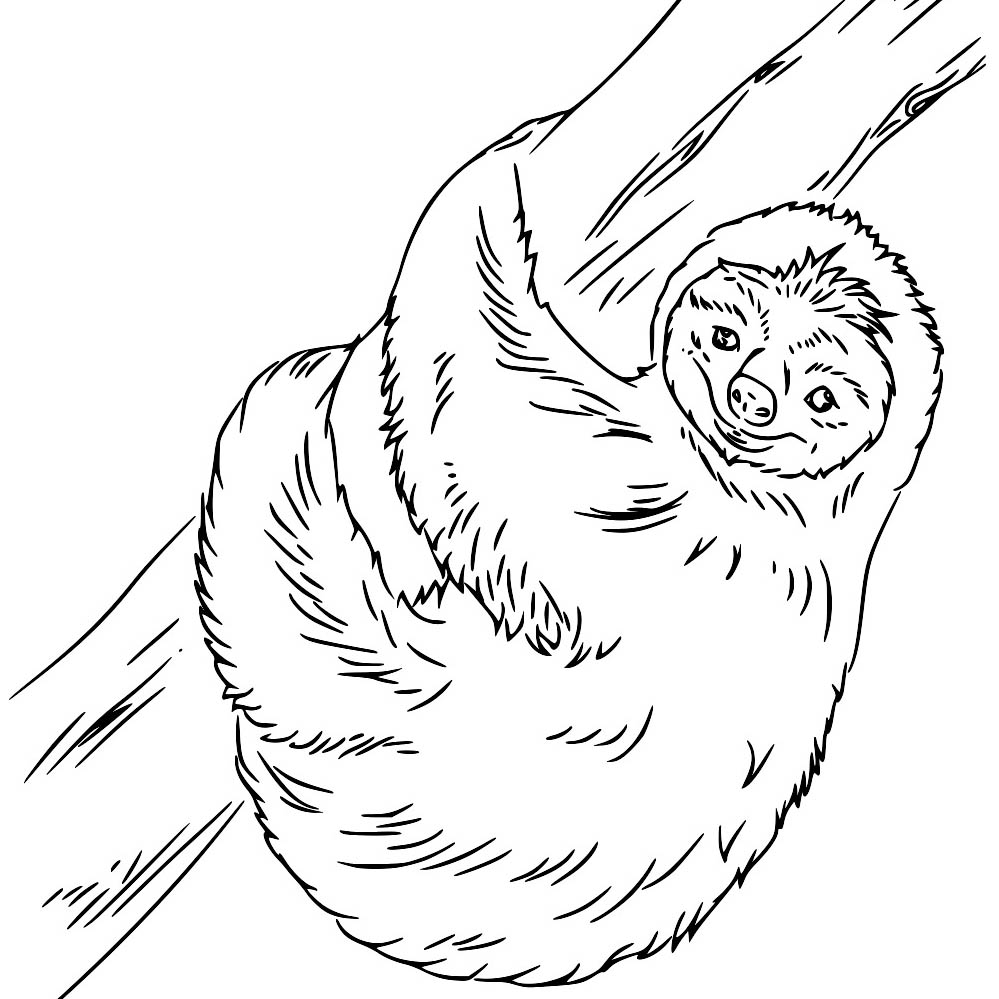 Free Realistic Sloth Coloring Pages printable