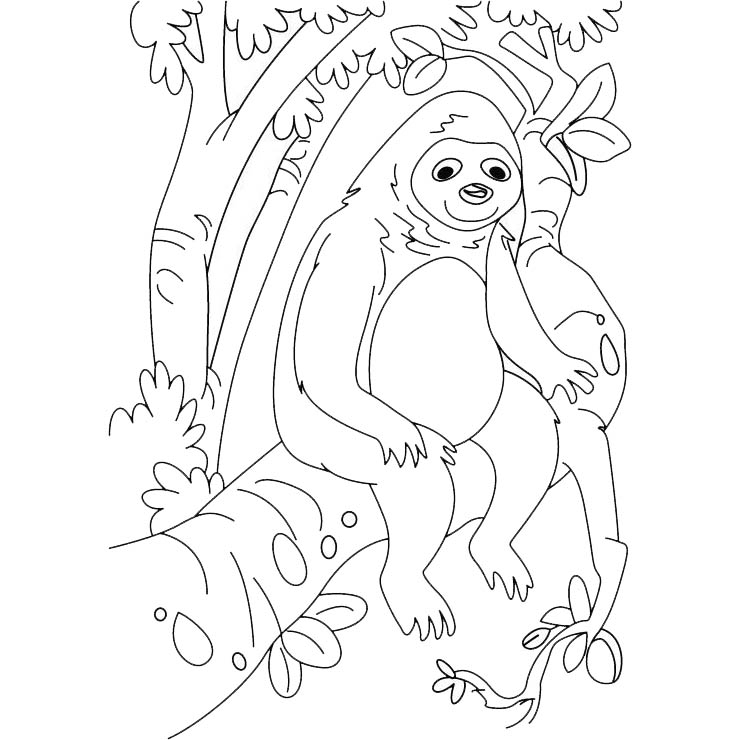 Free Sloth Sitting On The Tree Coloring Pages printable