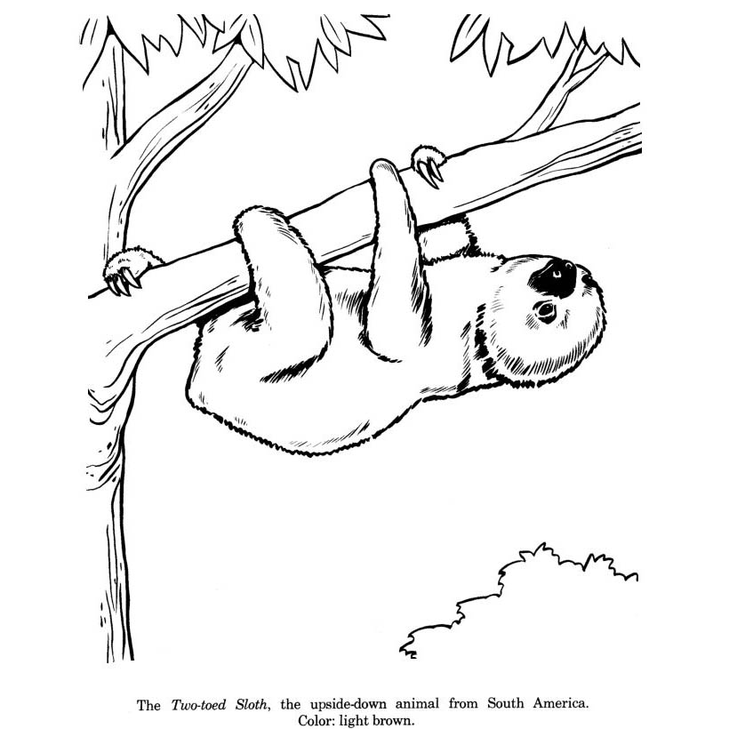 Free Two Toed Sloth Coloring Pages Printable printable